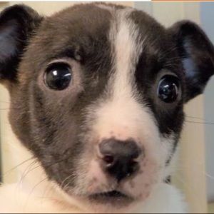 Meet your Posher, Debra